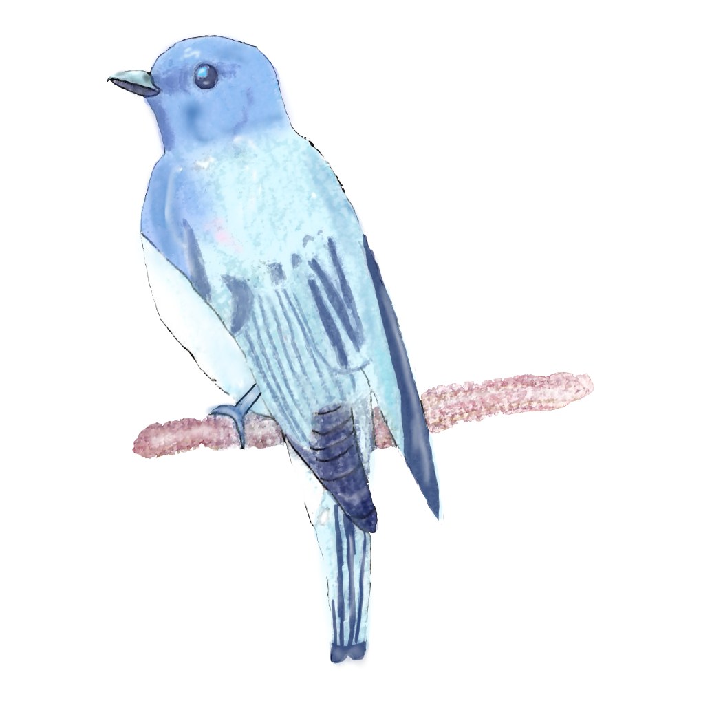 細い枝にとまり、こちらを見上げる青い羽の小鳥を水彩絵の具で描いたイラスト